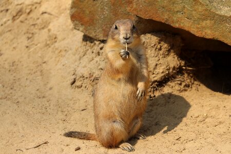 Desert animal tunnel photo