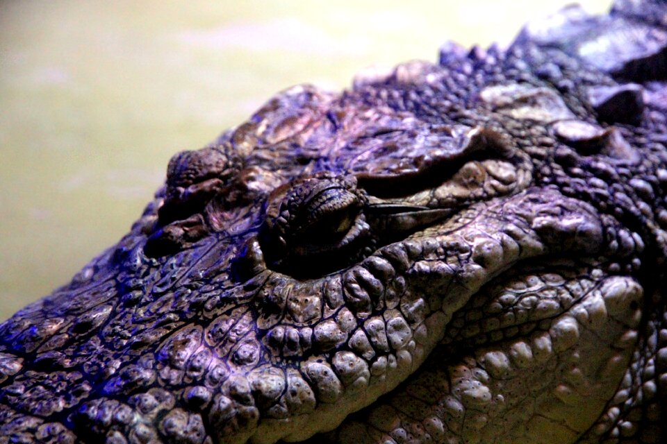 Reptile krupnyj plan snout
