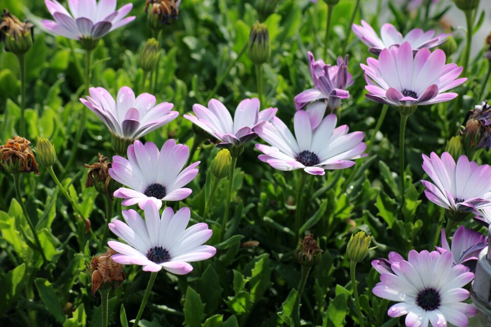 Summer plants nature