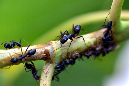 Lasius niger animalia arthropod