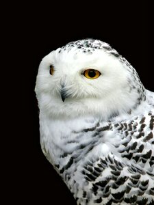 Animal white black background