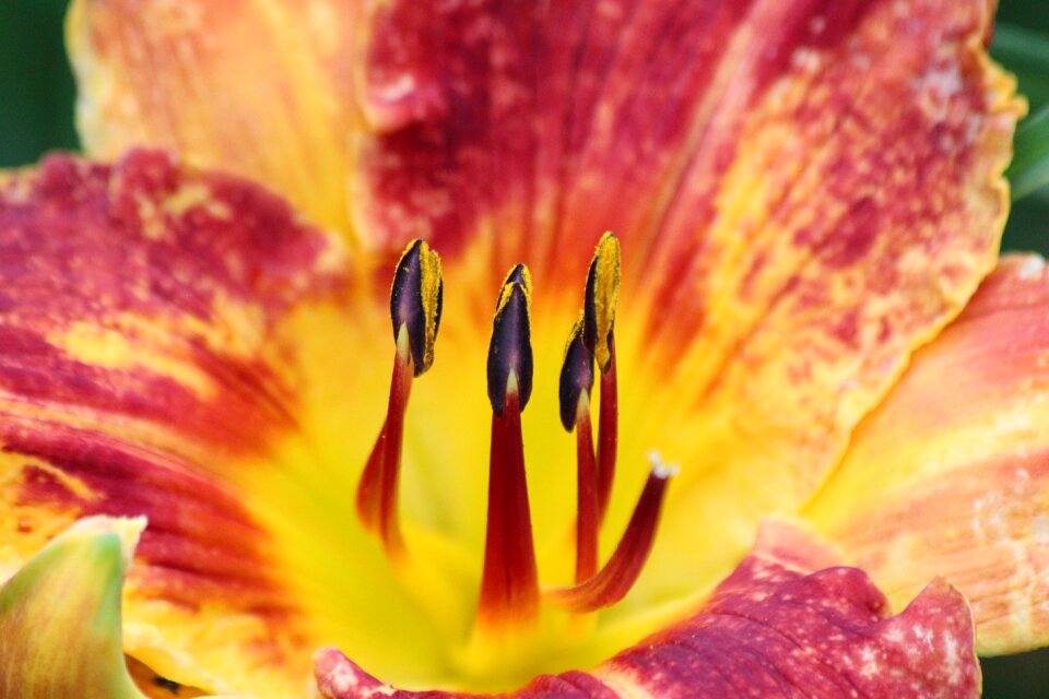Yellow nature plant