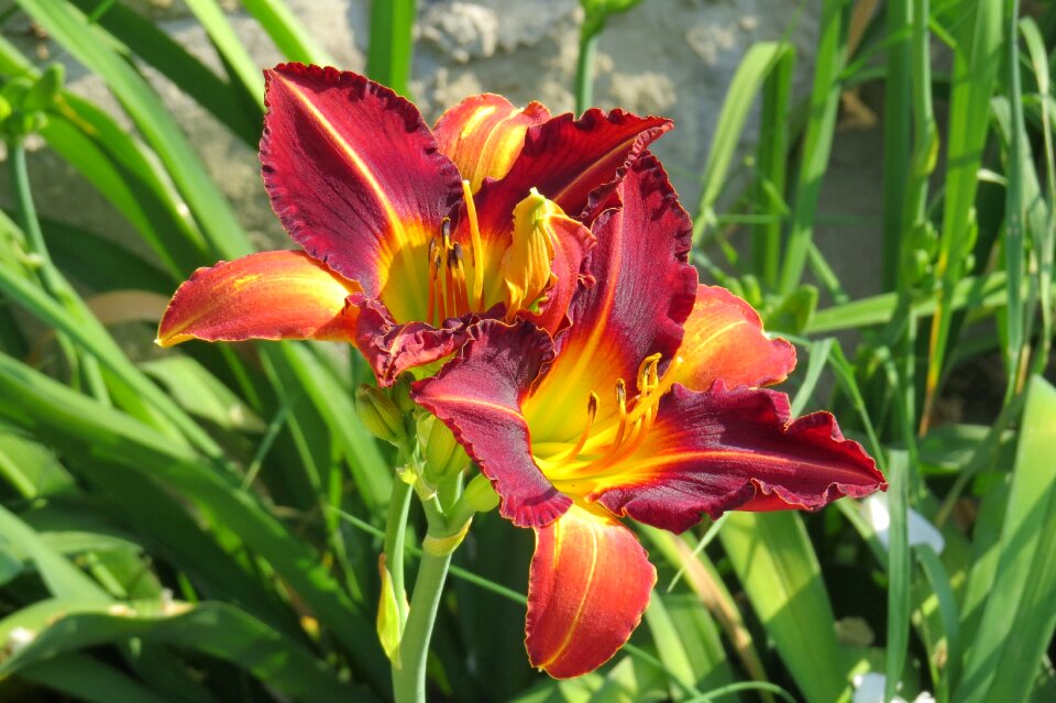 Flower close up nature