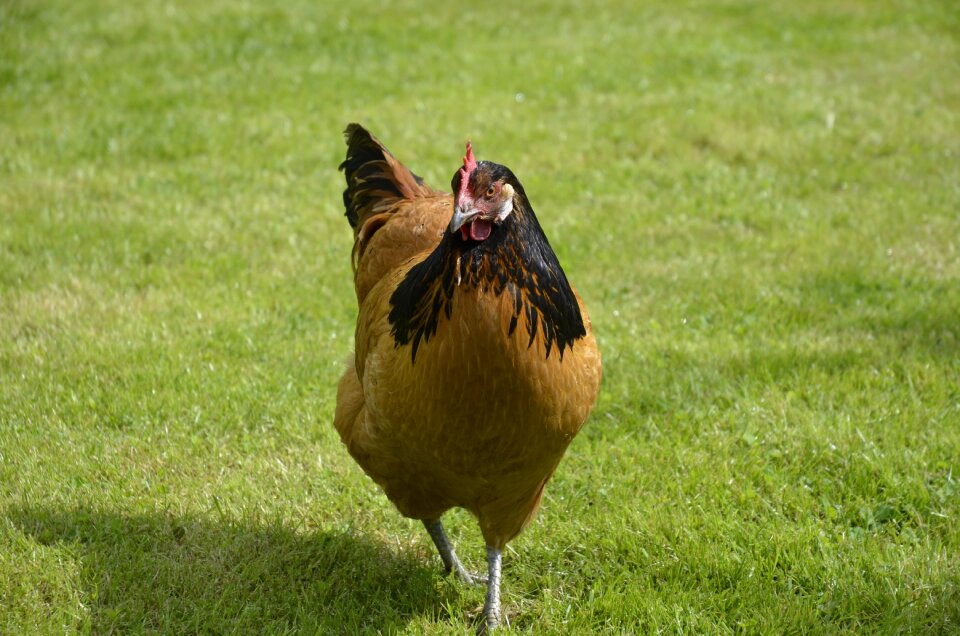 Bird plumage hen photo