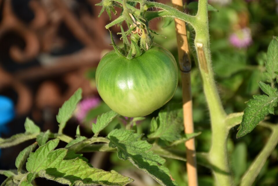 Garden tomatoes sheet