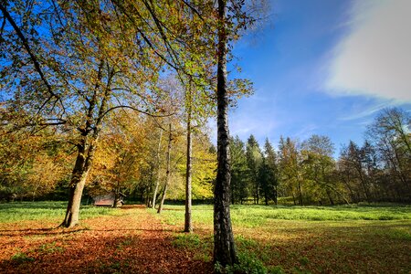 Leaves nature trees photo