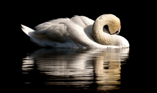 Water bird nature animal
