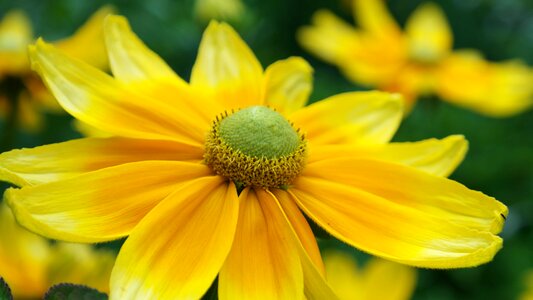 Coneflower blossom bloom