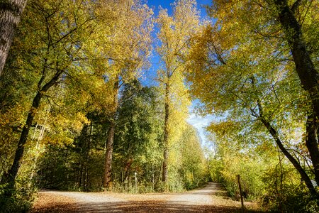 Landscape trees leaves