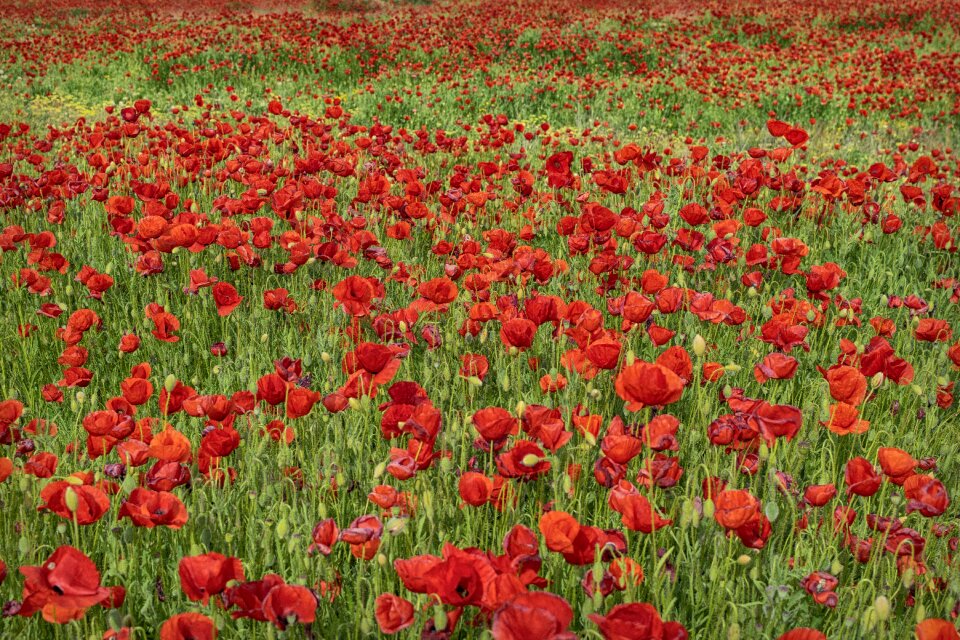 Field flowering spring