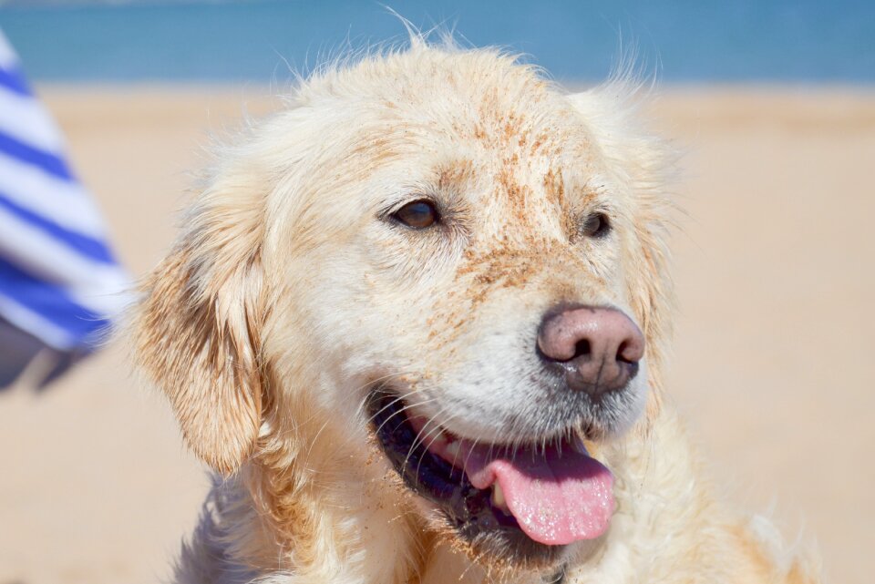 Pet retriever purebred dog