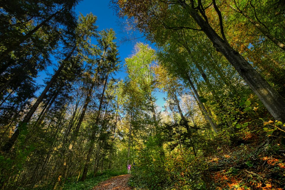 Nature landscape trees photo