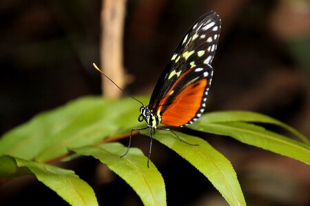Bug wings orange butterfly