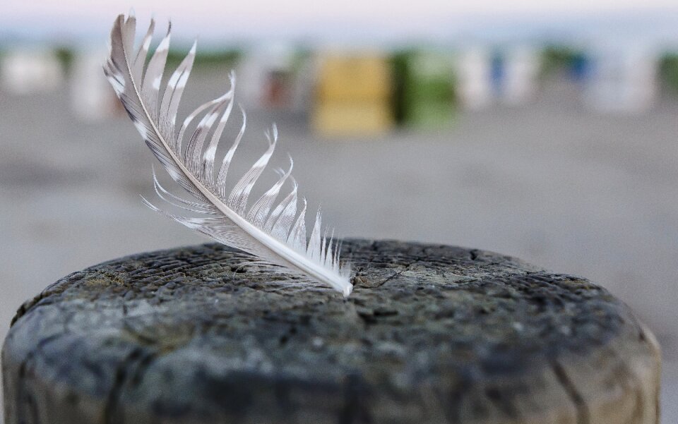 Fluffy lightweight nature