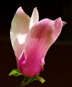 Flower pink flower magnolia