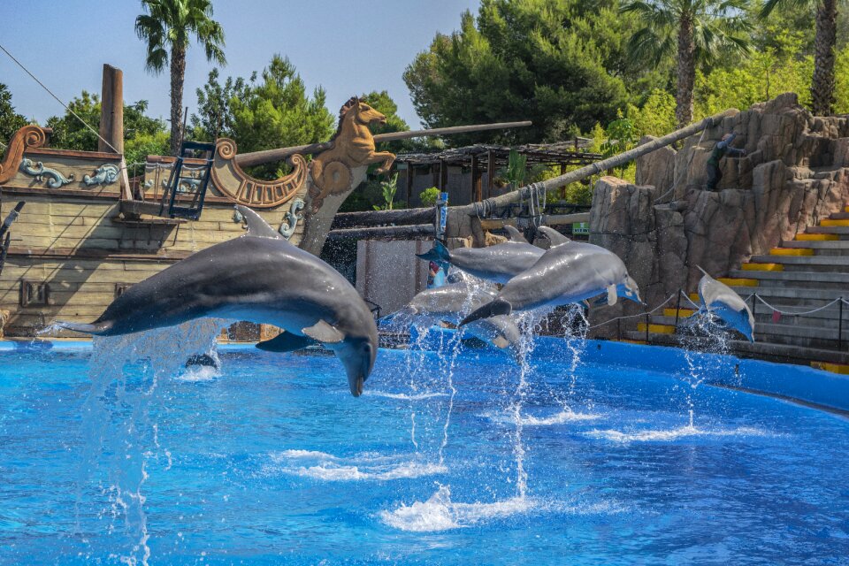 Blue aquatic cetacean