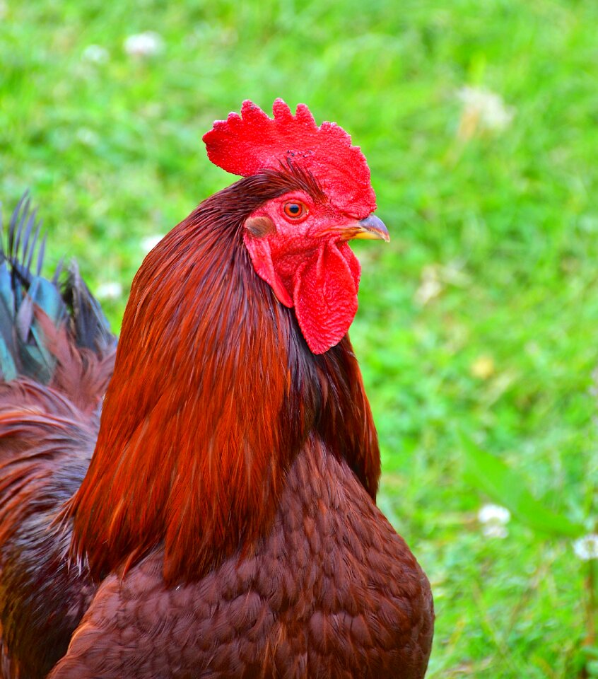 Livestock poultry bird