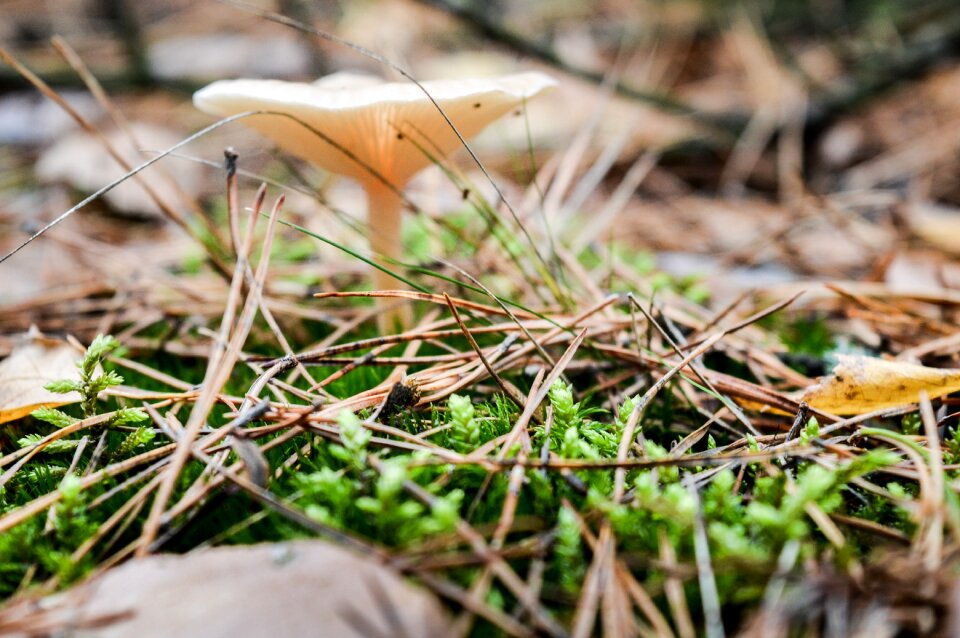 In the fall moss autumn