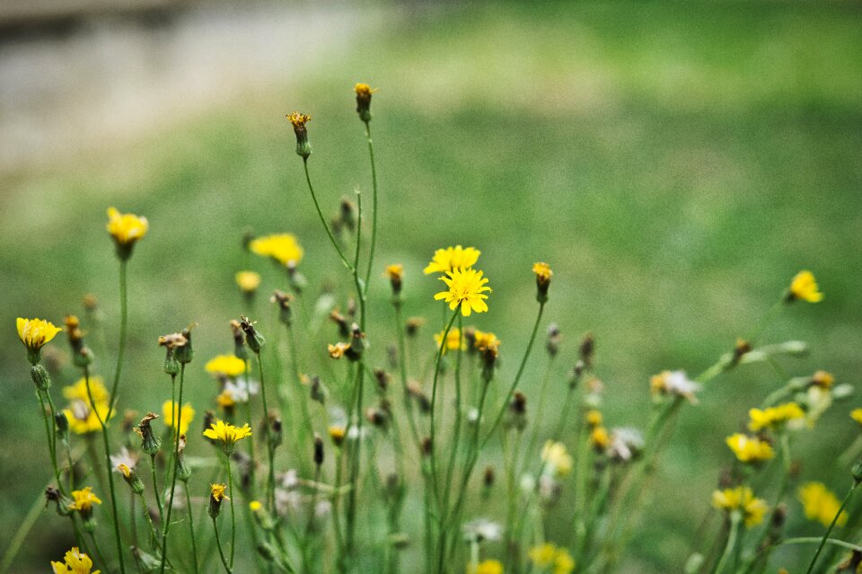 Flowers meadow yellow flowers
