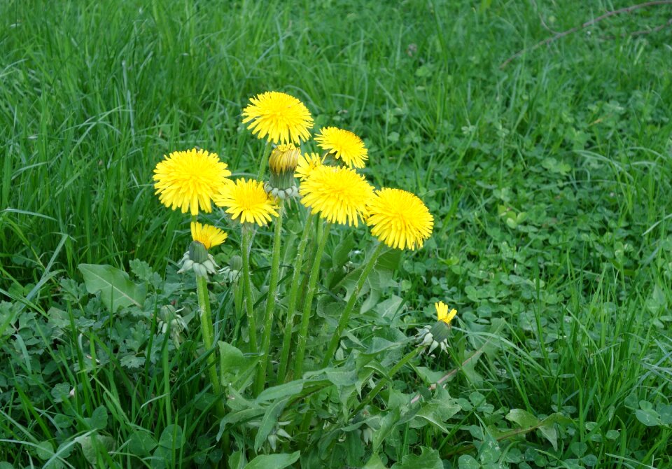 Plant field nature
