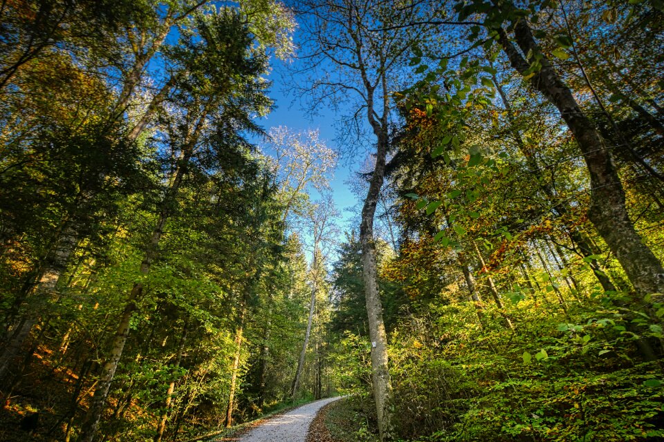 Nature landscape trees