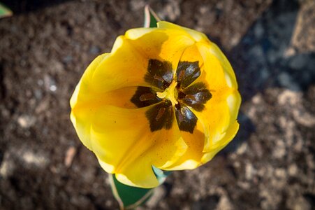 Spring yellow tulips photo