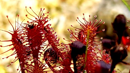 Carnivorous moor biotope