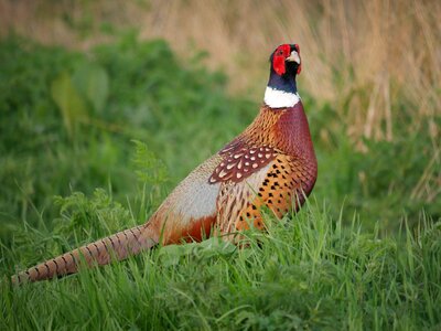 Grass animal pheasant