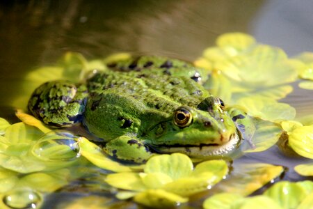 Animal aquatic animal green