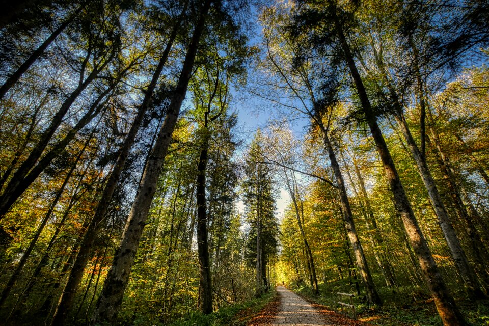 Nature landscape trees