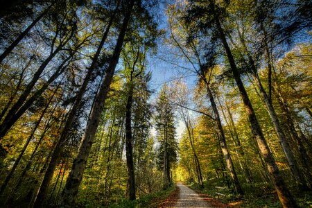 Nature landscape trees photo