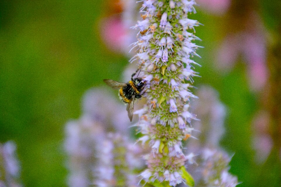 Pink wing nectar photo