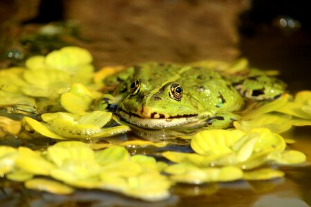 Pond animal green