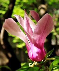 Flower pink flower magnolia photo