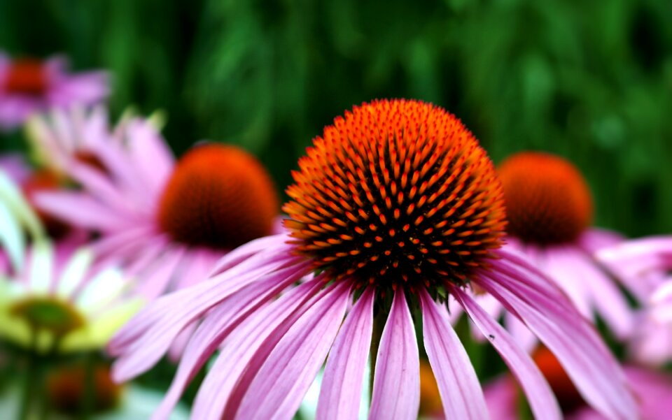Nature herbs botanical