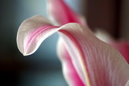 Bloom leaf petal