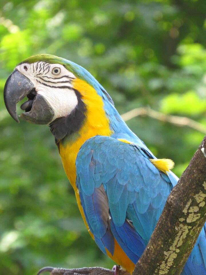 Nature colorful feathers