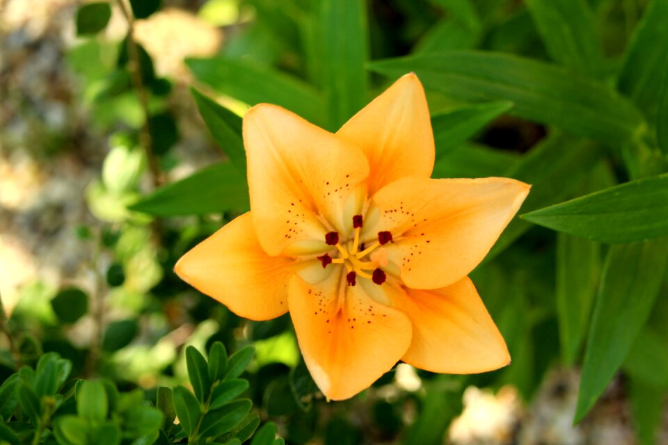 Plant flower orange