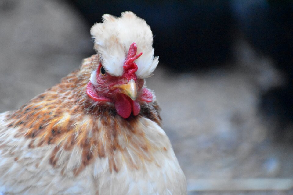 Farm chicken nature photo