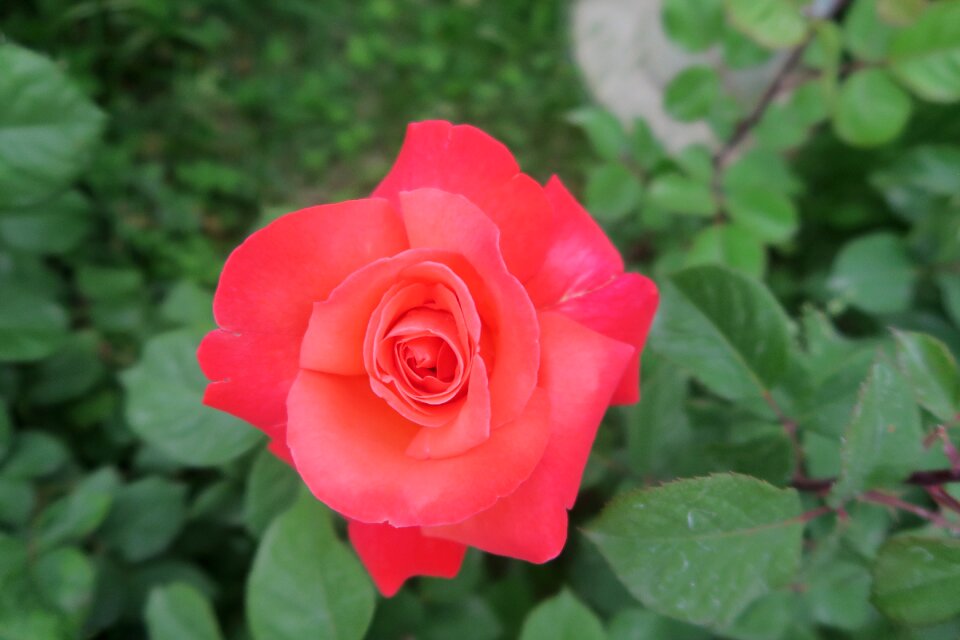 Rose pictures plant flower
