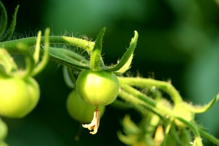 Plant bush tomato flora close-up