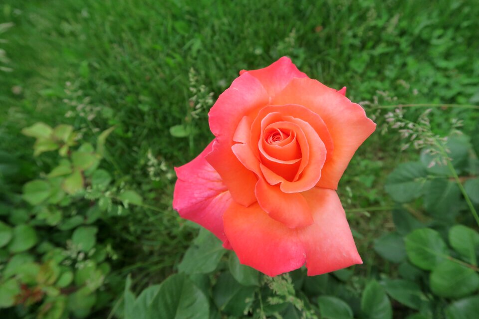 Plant the rose garden rose pictures