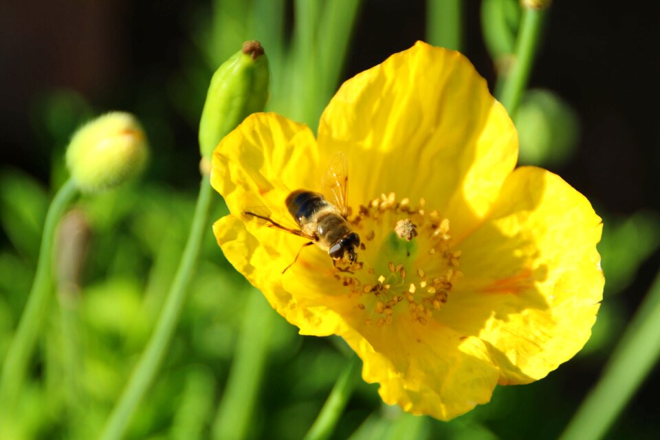 Bloom bee plant