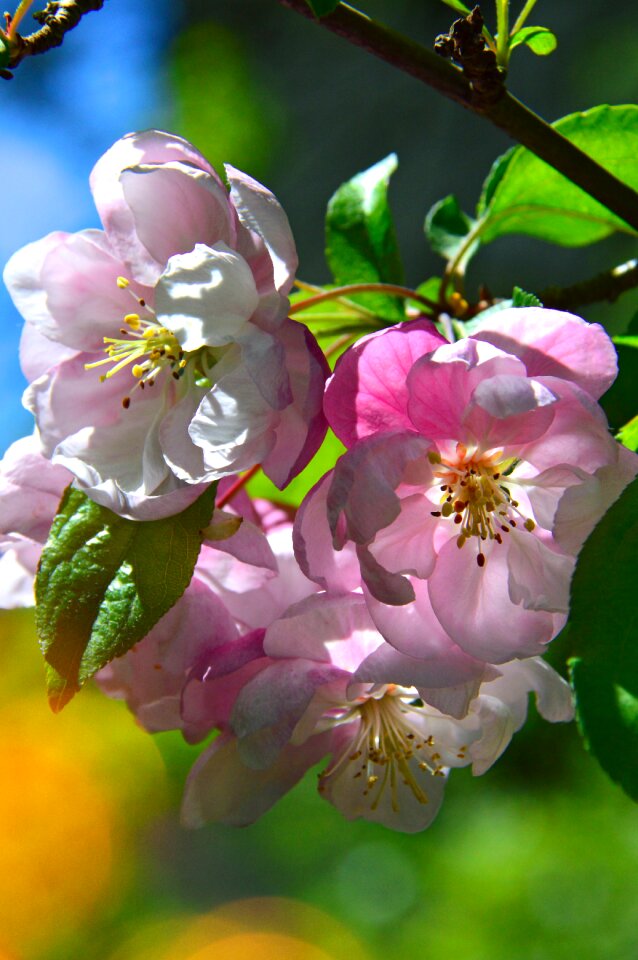 Garden leaf plants apple tree flower