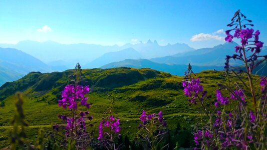 France mountains flowers