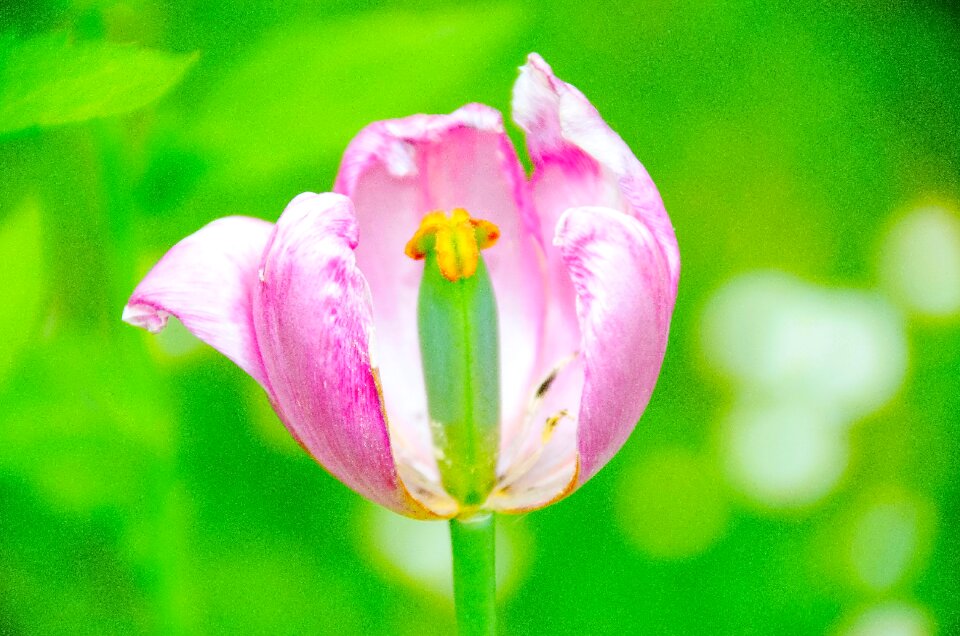Nature spring bud