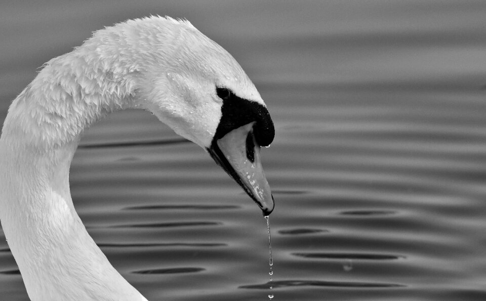 White water bird nature