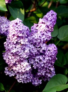 Bush lilac tree lilac branch photo