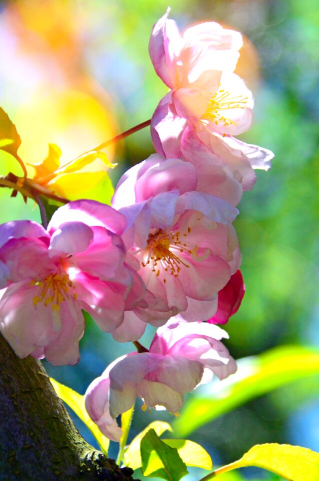 Garden leaf plants apple tree flower