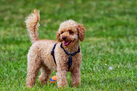 Cute play charming